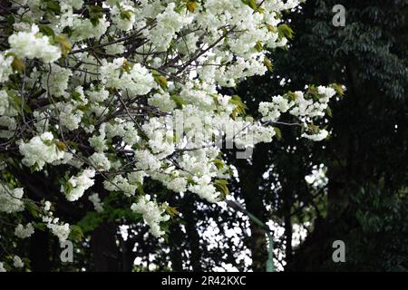 Ukon Kirschblüten schweben im Wind bewölkter Tag Stockfoto