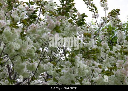 Ukon Kirschblüten schweben im Wind bewölkter Tag Stockfoto