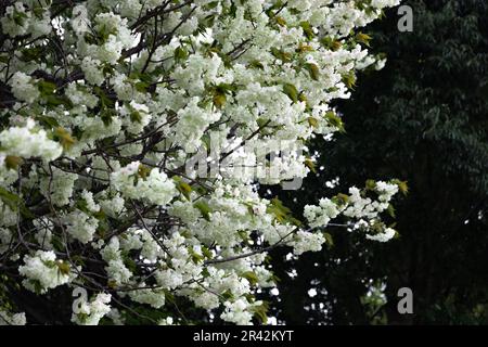 Ukon Kirschblüten schweben im Wind bewölkter Tag Stockfoto