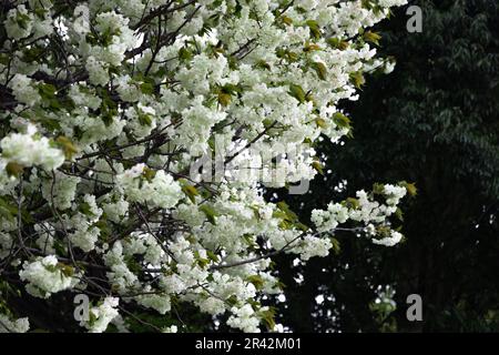 Ukon Kirschblüten schweben im Wind bewölkter Tag Stockfoto