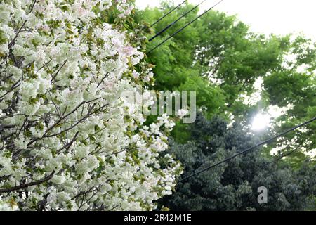Ukon Kirschblüten schweben im Wind bewölkter Tag Stockfoto