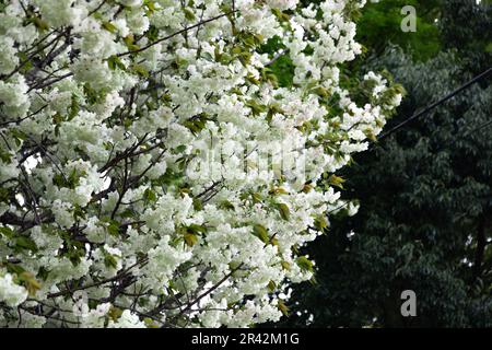 Ukon Kirschblüten schweben im Wind bewölkter Tag Stockfoto