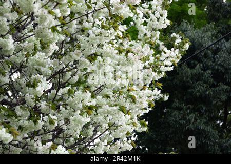 Ukon Kirschblüten schweben im Wind bewölkter Tag Stockfoto
