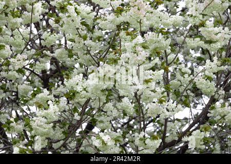 Ukon Kirschblüten schweben im Wind bewölkter Tag Stockfoto