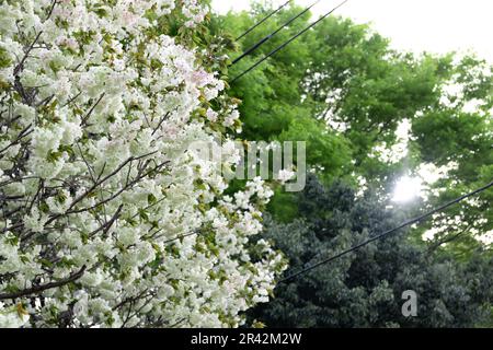 Ukon Kirschblüten schweben im Wind bewölkter Tag Stockfoto