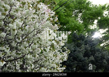 Ukon Kirschblüten schweben im Wind bewölkter Tag Stockfoto