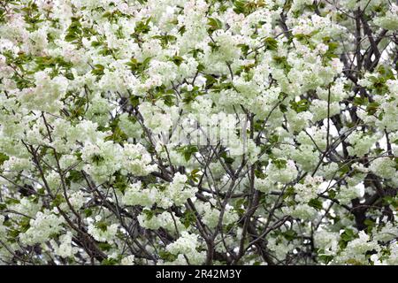 Ukon Kirschblüten schweben im Wind bewölkter Tag Stockfoto