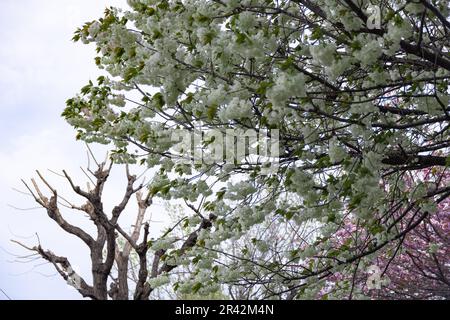 Ukon Kirschblüten schweben im Wind bewölkter Tag Stockfoto