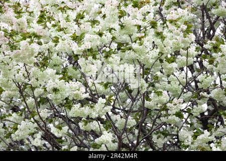 Ukon Kirschblüten schweben im Wind bewölkter Tag Stockfoto