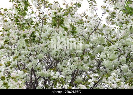 Ukon Kirschblüten schweben im Wind bewölkter Tag Stockfoto