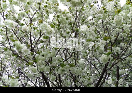 Ukon Kirschblüten schweben im Wind bewölkter Tag Stockfoto