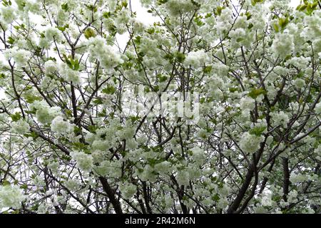 Ukon Kirschblüten schweben im Wind bewölkter Tag Stockfoto