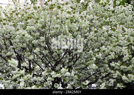 Ukon Kirschblüten schweben im Wind bewölkter Tag Stockfoto