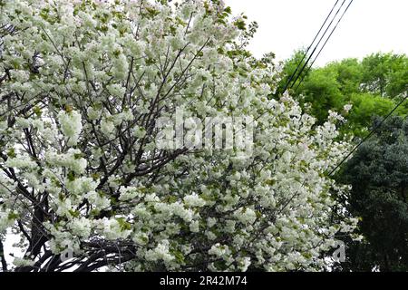 Ukon Kirschblüten schweben im Wind bewölkter Tag Stockfoto