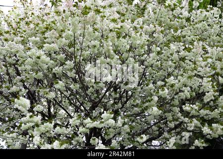 Ukon Kirschblüten schweben im Wind bewölkter Tag Stockfoto