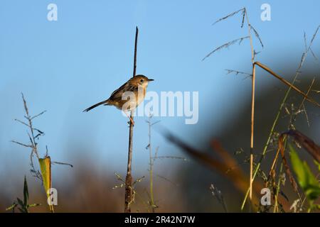 Ein ausgewachsener männlicher, nicht zur Zucht bestimmter australischer, goldköpfiger Cisticola-Exilis-Vogel, der auf dem Stamm einer Pflanze sitzt und im Morgensonnenlicht nach Nahrung sucht Stockfoto