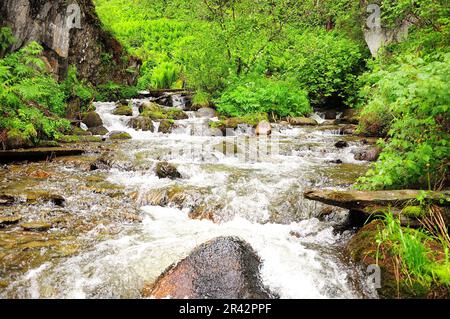 Der schnelle Fluss eines stürmischen Flusses, der sich um die Steine biegt, fließt nach Regen von den Bergen hinunter durch den morgendlichen Sommerwald. Estyuba-Fluss Stockfoto