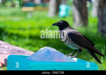 Eine graue Krähe sitzt auf einem Mülleimer im Park. Nahaufnahme eines Vogels. Verschmutzung der Umwelt und des natürlichen Lebensraums von Vögeln und Tieren. Stockfoto