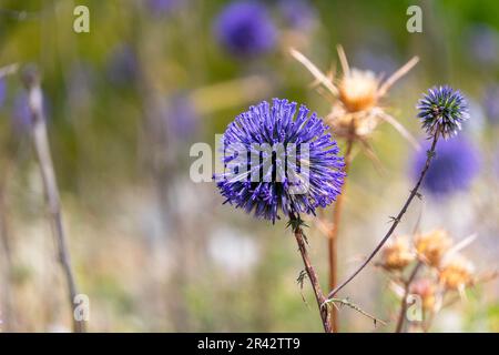 Die violette Blume von echinops bannaticus Blaue Kugel ist ein Mitglied der Sonnenblumenfamilie. Selektiver Fokus. Unscharfer Hintergrund Stockfoto