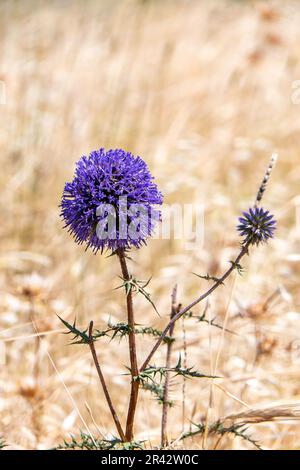 Die violette Blume von echinops bannaticus Blaue Kugel ist ein Mitglied der Sonnenblumenfamilie. Selektiver Fokus. Unscharfer Hintergrund Stockfoto