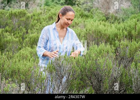 Braunhaarige Frau besucht Rosmarinfeld und genießt den Geruch von Pflanzen. Lady Tourist erkundet gern die Wahrzeichen des malerischen Seebads Stockfoto