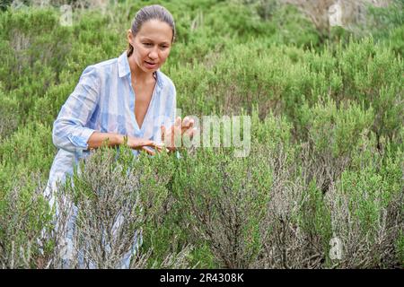 Braunhaarige Frau besucht Rosmarinfeld und genießt den Geruch von Pflanzen. Lady Tourist erkundet gern die Wahrzeichen des malerischen Seebads Stockfoto