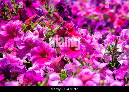 Blütenbeet von mehrfarbigen Petunien-Blütenpflanzen im Sonnenlicht. Weiße, pinkfarbene, violette, lila dekorative Pflanzen Stockfoto