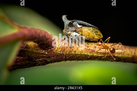 Nahaufnahme eines seltsamen Baumhammers (Hornhauttrichter) auf einem Ast mit roten Ameisen, selektiver Fokus, Makrofoto von Insekten in der Natur. Stockfoto