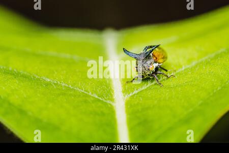 Nahaufnahme eines seltsamen Baumhammers (Hopper mit Hornbäumen) auf grünem Blatt und Naturhintergrund, selektiver Fokus, Makrofoto von Insekten in der Natur. Stockfoto