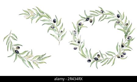 Satz grüner Zweige Kränze. Olivenbeeren, grünes Laub, botanisches Designelement. Handgezeichnete Aquarelldarstellung für Kosmetik Stockfoto