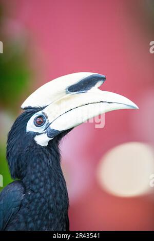 Portrait eines erwachsenen männlichen orientalischen Rattenhornvogel neben einem öffentlichen Wohnhaus, Singapur Stockfoto