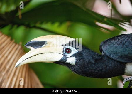 Erwachsener männlicher orientalischer Rattenschwanz, der in einer Palme neben einem öffentlichen Wohnhaus in Singapur schwebt Stockfoto