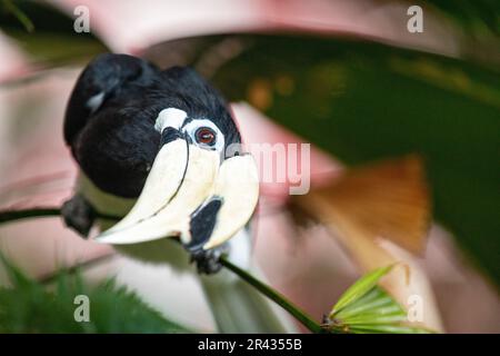Erwachsener männlicher orientalischer Rattenschwanz, der in einer Palme neben einem öffentlichen Wohnhaus in Singapur schwebt Stockfoto