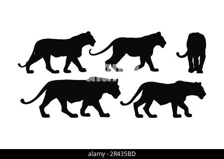 Löwe geht in verschiedenen Positionen, Silhouette setzt Vektor. Silhouette-Kollektion mit Löwen für Erwachsene auf weißem Hintergrund. Fleischfresser wie Löwe, Tiger, Stock Vektor