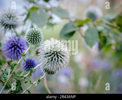 Nahaufnahme von Echinops oder Distel, blühende Pflanze mit verschwommenem Hintergrund. Stockfoto