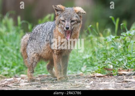 Inselfuchs (Urocyon littoralis), der auf Santa Cruz Island gähnt, Channel Islands National Park, Kalifornien, USA. Stockfoto