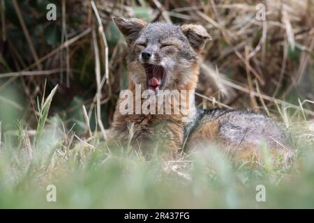 Inselfuchs (Urocyon littoralis), der auf Santa Cruz Island gähnt, Channel Islands National Park, Kalifornien, USA. Stockfoto