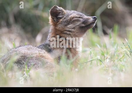 Ein sehr süßer Inselfuchs (Urocyon littoralis), der mit geschlossenen Augen auf Santa Cruz Island, Channel Islands National Park, Kalifornien, USA ruht. Stockfoto