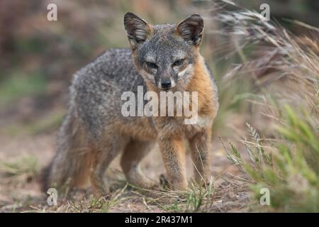 Ein Inselfuchs (Urocyon littoralis) auf Santa Cruz Island, Channel Islands National Park, Kalifornien, USA. Stockfoto