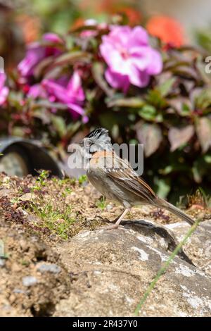 Rupus-haltiger Spatz oder Andenspatz (Zonotrichia capensis), kleiner Singvogel. San Gerardo de Dota, Wildtiere und Vogelbeobachtung in Costa Rica. Stockfoto