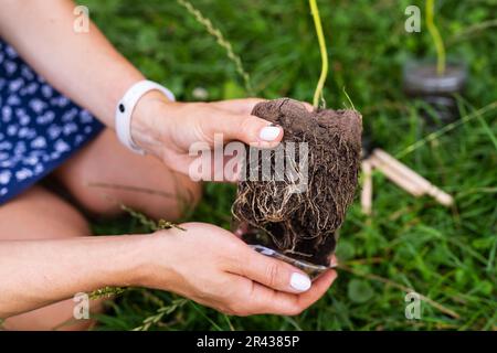 Der Prozess der Pflanzung von Paulownien, dem Wurzelsystem in den Händen des Gärtners. Junger grüner Blumenzwergenbaum, blühende Bäume von einem Gärtner Stockfoto