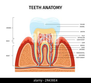 Zahnanatomie Infographische Zusammensetzung mit Blick auf Zahnwachstum aus Zahnfleisch mit Textbeschriftungen Anatomische Teile Vektordarstellung Stock Vektor