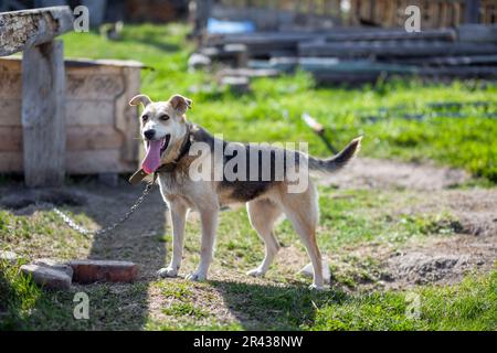 Ein fröhlicher, großer Hund mit einer Kettenzunge, die herausragt. Hund an einer Kette, die das Haus bewacht. Ein glückliches Haustier mit offenem Mund. Einfaches Hundehaus in der BA Stockfoto