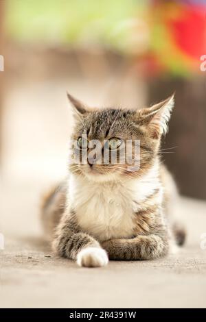 Eine grünäugige Hauskatze, grau gestreift mit weißem Fell auf der Brust, sitzt ruhig vor der Tür und sieht sich um, während ihre Kätzchen schlafen. Stockfoto