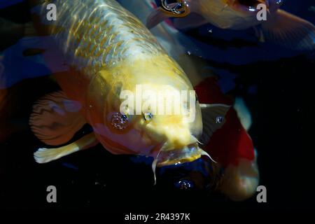 Nahaufnahme des wunderschönen goldenen Yamabuki-Koi-Karpfens. Stockfoto