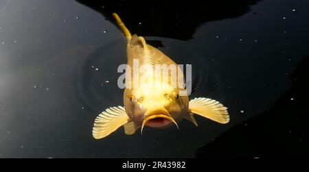 Nahaufnahme des wunderschönen goldenen Yamabuki-Koi-Karpfens. Stockfoto