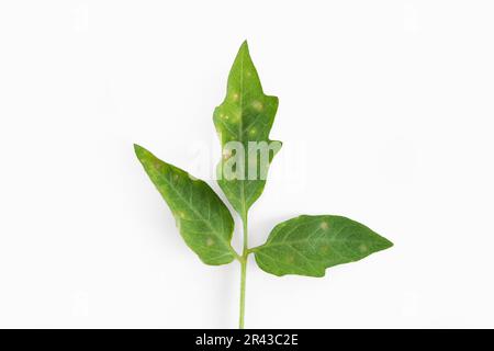 Blattfleck-Symptom. Dunkle Flecken und gelbe Umgebung. Septoria der Tomaten. Tomate mit Septoria lycopersici-Pilz. Pulveriger Schimmel. Bruder Stockfoto