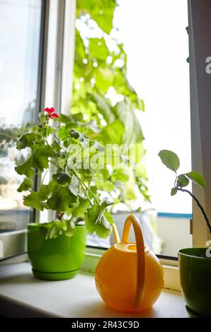 Zimmerpflanzen und eine Gießkanne auf der Fensterbank. Blumenpflege im Innenbereich und Heimgärten Stockfoto