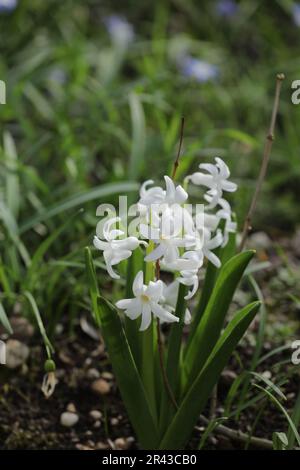Blühende Hyazinthen zu Ostern im Frühling Stockfoto