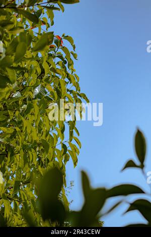 Grüne Blätter auf blauem Himmelshintergrund. Naturgrüner Blatthintergrund. Grüne Blätter auf blauem Himmel. Stockfoto
